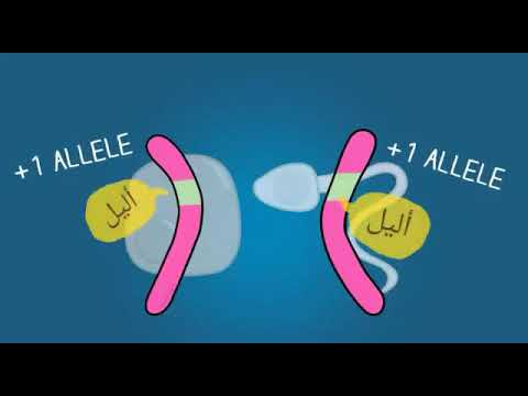 الجين و الأليل 