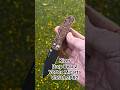 Kizer Drop Bear 2 V3619.2PR2