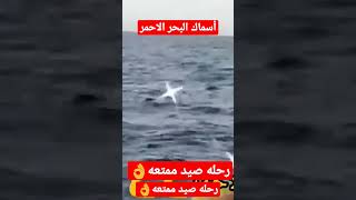 رحله صيد ممتعه  مع أسماك البحر الاحمر