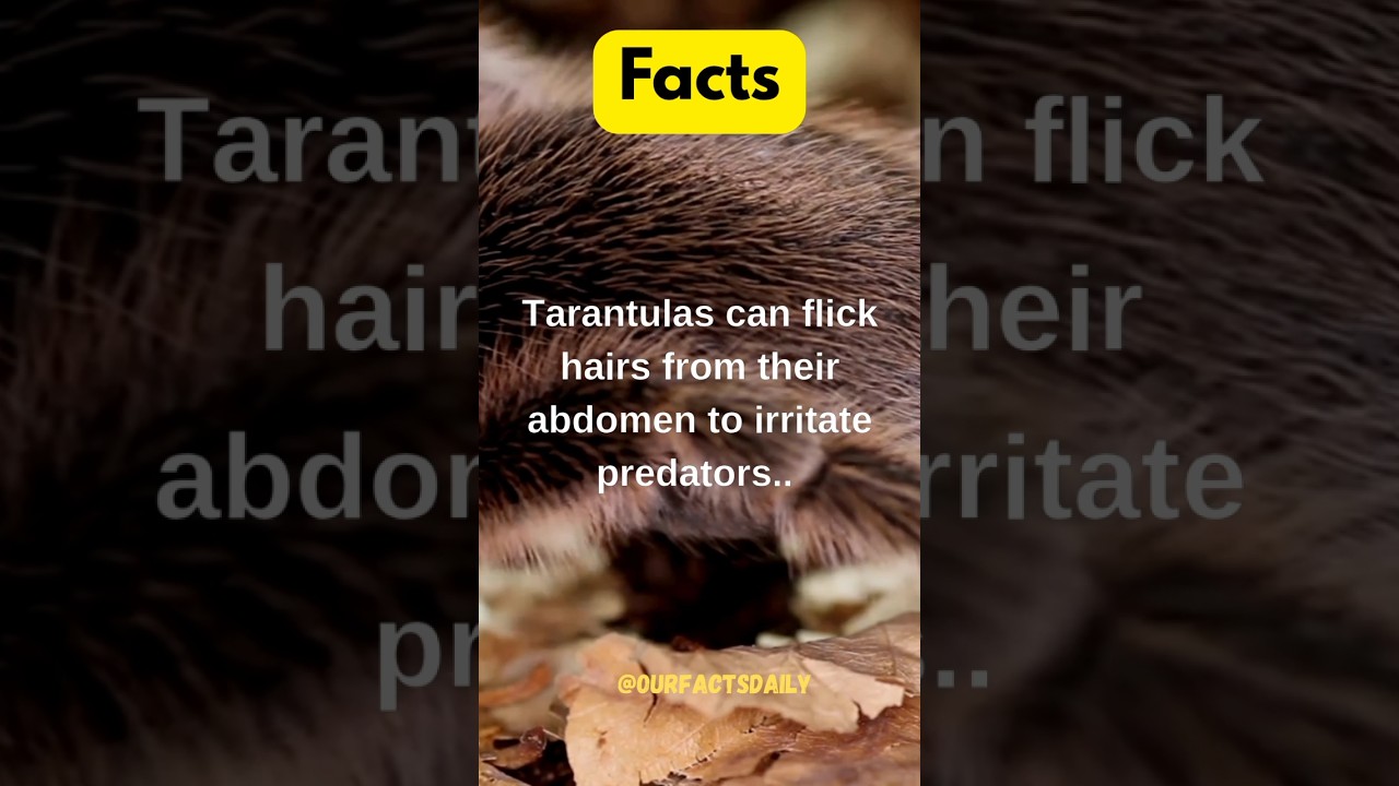 Tarantulas.. #tarantula #flick #hair #abdomen #irritated #predator #rare #bite #docile