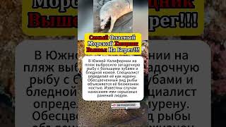 Самый Опасный Морской Хищник Вышел На Берег!!! #животные #интересно #факты #рыба