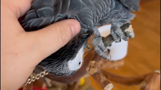 Watch An African Grey Parrot Begging For Love And Attention From Its Dad!