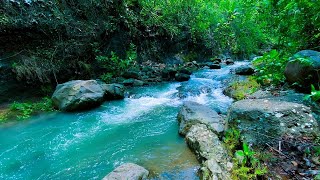 River Flow in the Lungs of Nature 24/7. Water Sounds, With Music . White Noise for Sleep Relax 🌲🎧