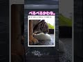 めっちゃ可愛い。笑　#shorts#動物#かわいい#可愛い#癒し#癒し動画 #猫