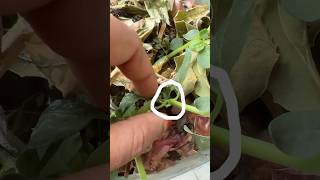పునరుజ్జీవింప గల శక్తి గల పునర్నవ #life #food #nature #health #farming