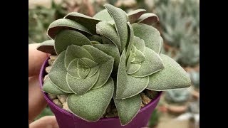 40 ESPÉCIES DE CRASSULA PARA IDENTIFICAÇÃO