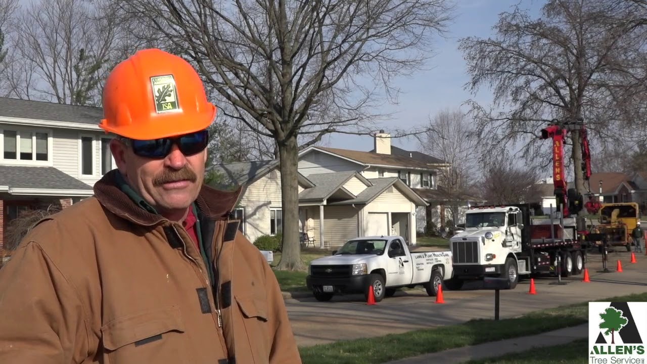 Allen's Tree Service Inc. - St Charles County Missouri - Tree Rex - 636-332-5535