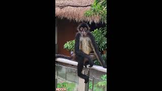 Monkey Waiting For Banana (Grand Sirenis Resort) #shorts #short #shortvideo