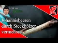 Johannisbeeren durch Steckhölzer vermehren - (das kann jeder)