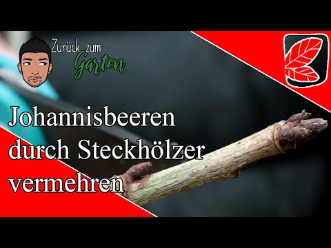 Video: Schwarze Johannisbeere: Stecklingsbusch