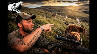 Mean Mountain Coyotes Charge Dog