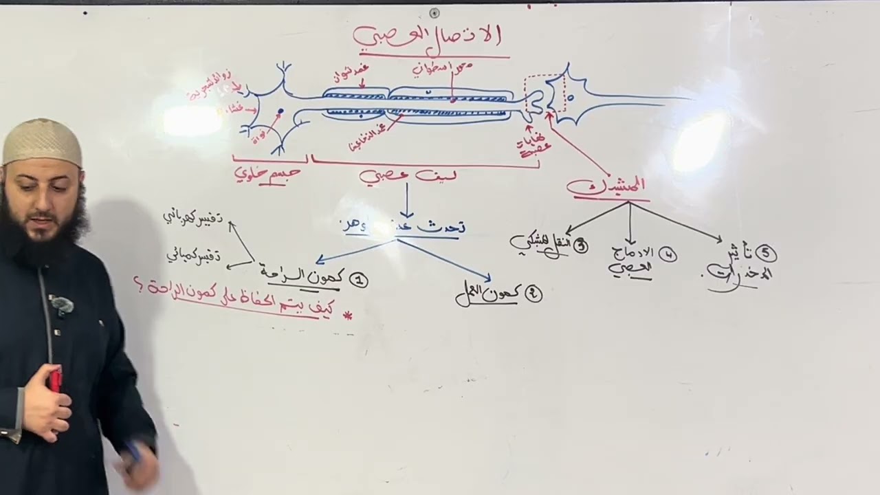 الاتصال العصبي ( كمون الراحة)