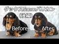 Dachshund fur removin  ダックスくん5mmバリカン（後編）