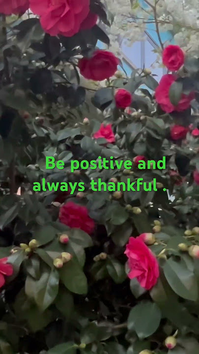 #shortvideo #camellias #shortvideo