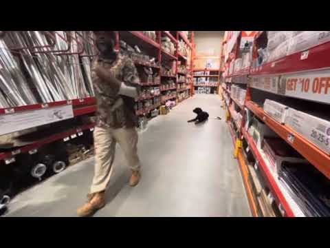 Generalizing Obedience with Adult Rottweiler