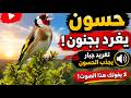 لديك انثى حسون لاتبني العش أسمعها هذا التغريد المجنون 🔥🔥🔥