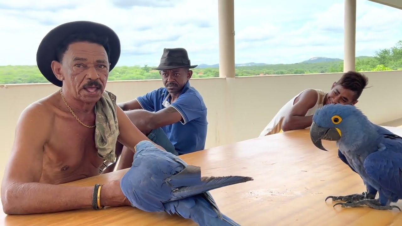 TIRINGA REVOLTADO COM O CAPITÃO GOMES 😂😂 | COMÉDIA SELVAGEM