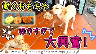 【全自動犬用おもちゃ】気に入りすぎて離さない子犬　A new toy made my labrador puppy crazy!
