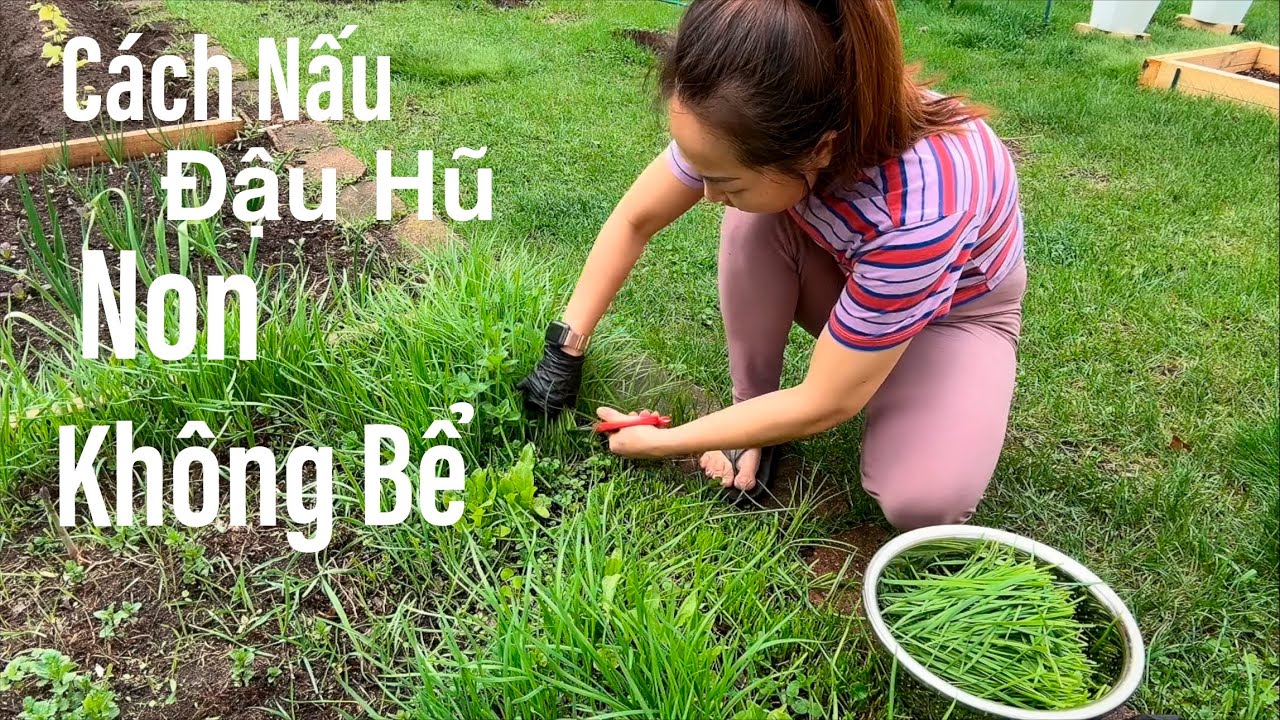 Ivy Ra Vườn Cắt Hẹ Nấu Món Canh Đậu Hũ Non Với Rau Hẹ 🇺🇸110 #ivy #ngon ...