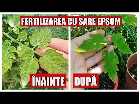 Video: Diferența Dintre Sare Epsom și Sare