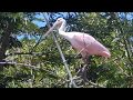 Espátula Rosada | Roseate Spoonbill | Platalea ajaja