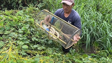 Bất Ngờ Cái Lờ Chạy Lươn Và Rắn Khủng Trong Những Ngày Mưa Bão.Góc Làng Quê#938