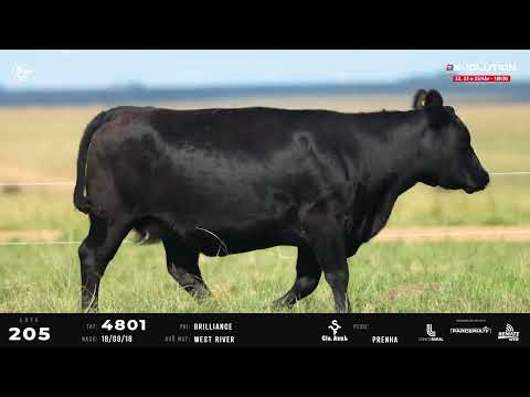 LOTE 205   TAT 4801 F Angus