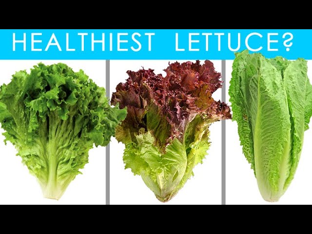 romaine lettuce nutritional value