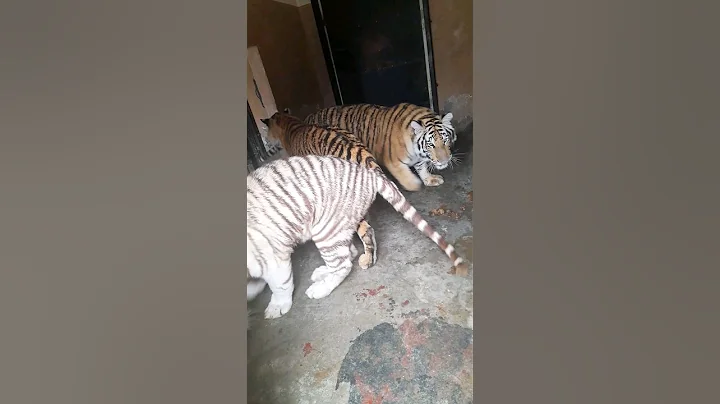 Video 2200621: bengal tiger, tiger beautiful