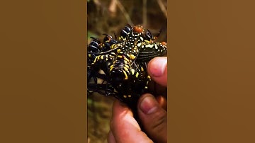 Món ăn đáng sợ nhất tây bắc nhện rừng | TÂY BẮC TV #shorts