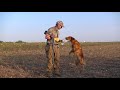 Texas dove hunting and retriever work at www.texasdove.net 2017 Texas dove hunting and retriever work at www.texasdove.net 2017