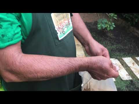 Como cuidar de um gramado