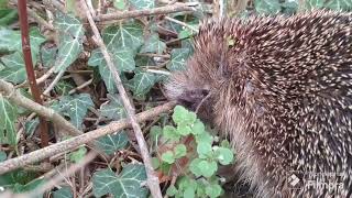 My Little Garden Friend..