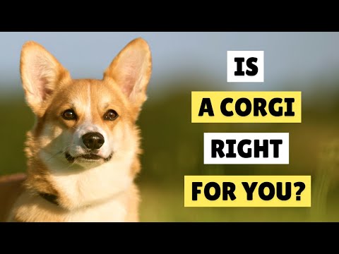 Video: Laikyk šunį nuo kramtymo lauko laidų