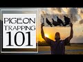 How To Trap Pigeons For Dog Training