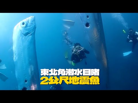 東北角潛水見2公尺地震魚 刷新台灣最大活體紀錄！｜野生動物｜海洋生物