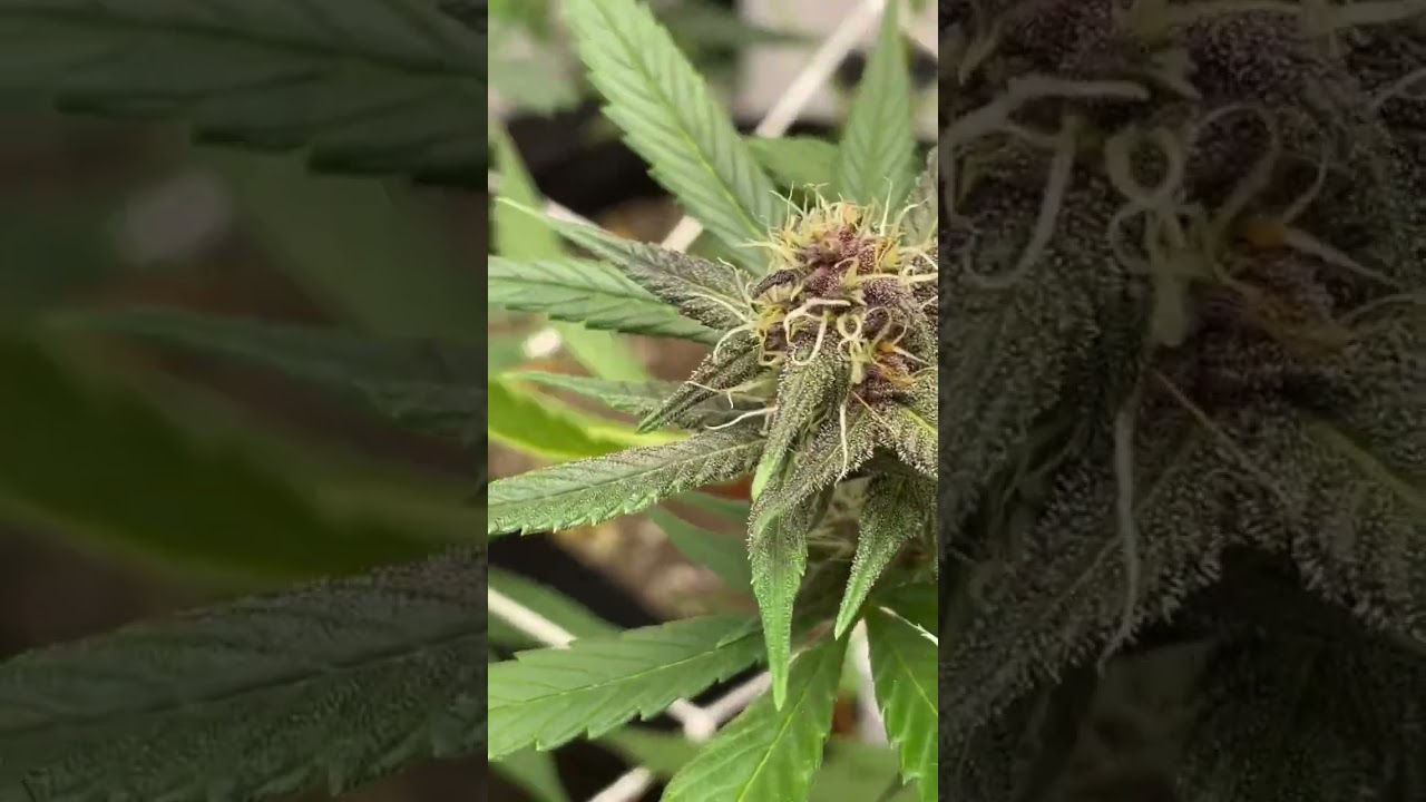 Purple lemonade auto 