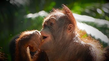 Bali Zoo