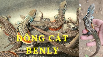 Con Dông Cát BENLY | Leiolepis belliana
