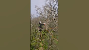 Storm damage Alder removal. #arborist #treework #arbortec