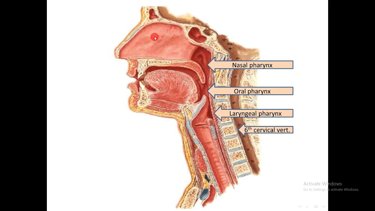 Пищевод и трахея расположение. Пищевод трахея и гортань анатомия. Анатомия глотки и трахеи.