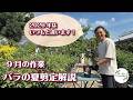 疑問の多いバラの夏剪定について解説します！
