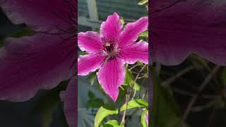 Nelly Moser Clematis. Never prune this one. Type 1 clematis. I made a mistake now the blooms are few