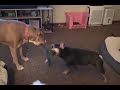 Pitbull Vs Frenchie Pitbull Frenchbulldog Frenchie Pittie