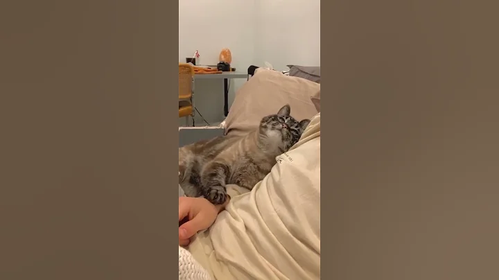 Sweetest cat you will ever see shows some love for his owner