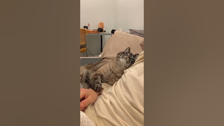 Sweetest cat you will ever see shows some love for his owner