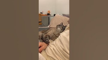 Sweetest cat you will ever see shows some love for his owner