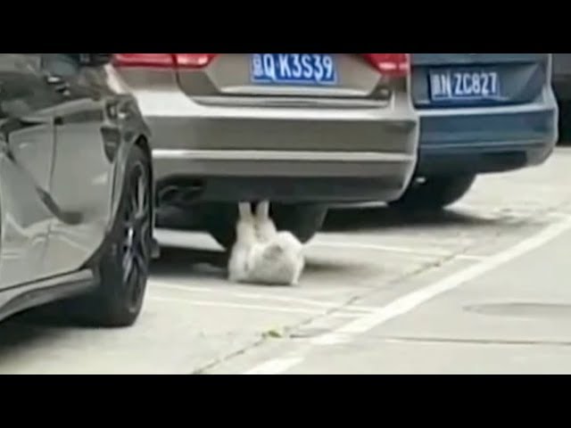 Cat performs sit-ups underneath car 