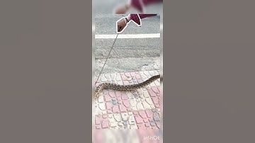 Indian rock python.#snakes #socialmedia #trending #snakevideo #snakerescue #snakerelease