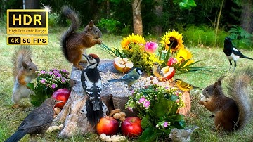 Hang Out with Summer Squirrels & Birds: 10 hours Nature Fun for Cats & Dogs & Humans Alike  (4K HDR)
